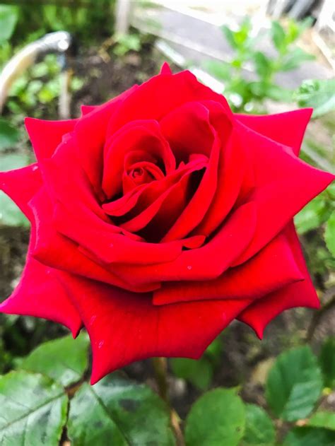 Красная Роза | Rose meravigliose, Rose