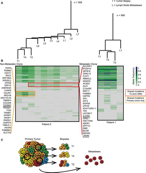 Genetic Intratumor Heterogeneity In Primary Tumor And Lymph Node