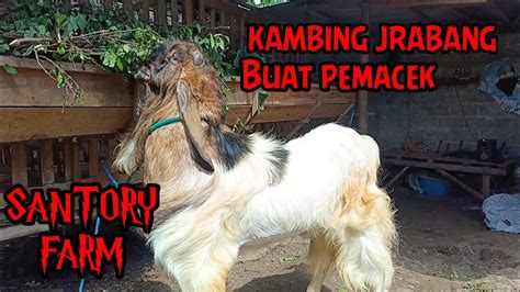 Kambing Jrabang Kambing Pemacek Jumbo Santory Farm YouTube