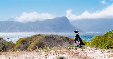 Kaap De Goede Hoop Priv Tour Van Een Hele Dag Getyourguide