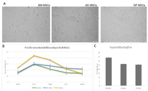 Characterization Of Tissue Specifichmscs Bm Mscs Ad Mscs And Dp Mscs Download Scientific