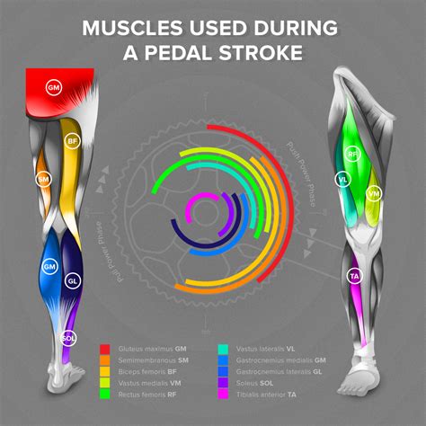 The primary muscles in cycling - the pedaling cycle - Way2Champ