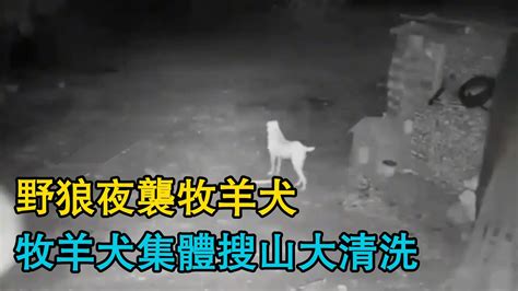 野狼夜襲牧羊犬，襲擊日益猖獗，牧羊犬集體搜山大清洗 Youtube