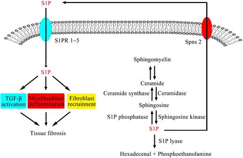 Frontiers The Role Of S P And The Related Signaling Pathway In The