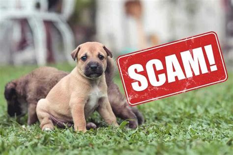 Scammers Targeting Pet Owners With Lost Animals Liberty Society