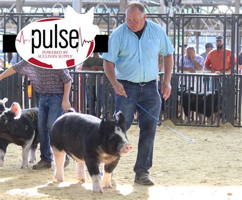 The Exposition I Open Berkshire Gilts The Pulse