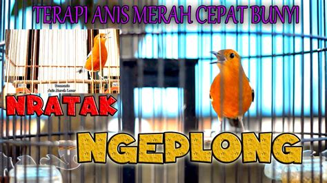 ANIS MERAH NRATAK DAN ANIS MERAH NGEPLONG TERAPI ANIS MERAH YouTube