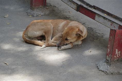 Joven Perro Callejero Que Se Ve Sucio Y Solitario Los Perros Sin Hogar