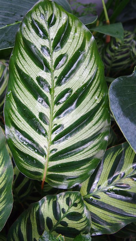 Cuidados Y Cultivo De La Calathea Makoyana Artofit