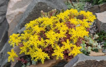 Sedum North American Rock Garden Society