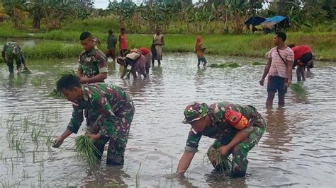 Dukung Ketahanan Pangan Satgas Yonif Rajawali Bantu Warga Tanam