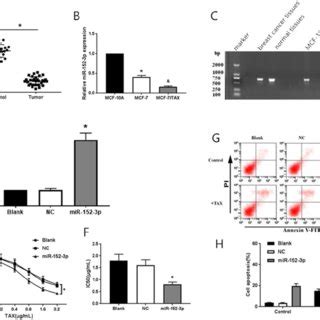 Mir P Targeted Regulation Of Epas Expression A Expression Of