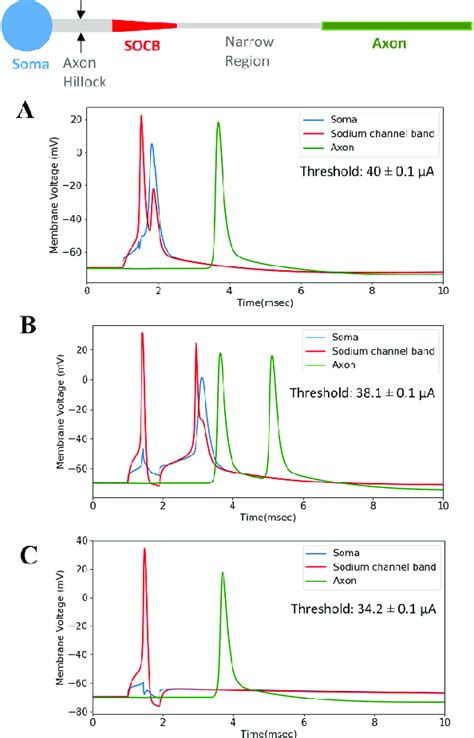 Axon Hillock Diameter Black Arrows Affects Action Potential