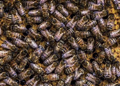 Treating Honey Bees for Varroa Mites - Beekeeping 101