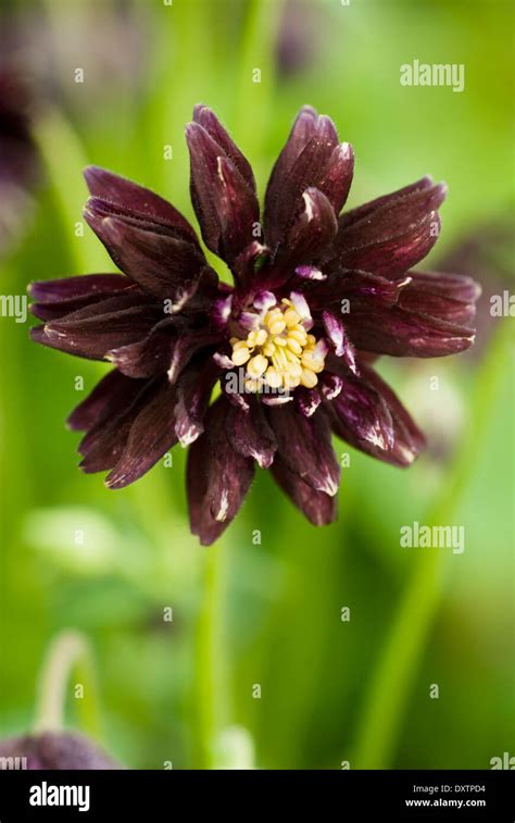 Aquilegia Vulgaris Var Stellata Black Barlow Hi Res Stock Photography