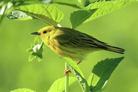 Yellow Warbler Stony Brook New York Photograph by Bob Savage - Fine Art ...