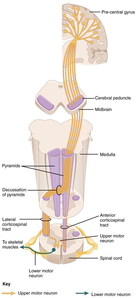 Motor Responses Anatomy And Physiology I