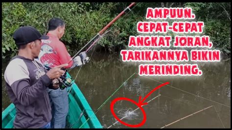 Udang Galah Monster Bersarang Di Spot Ini Tarikannya Bikin Merinding