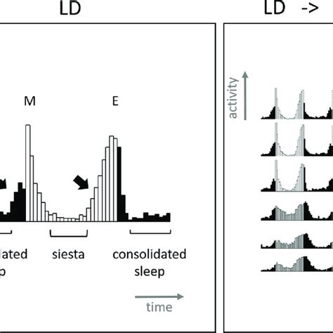 Circadian Phenotypes In Drosophila Left Panel One Day Locomotor