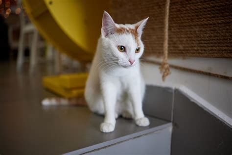 Gato Arranhando E Mordendo Garras No Poste De Arranhar Foto Premium