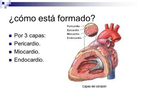 Músculos Cardíacos: ¿Qué Son? Función, Fisiología, Partes y Más