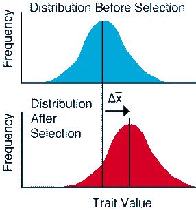 Directional Selection Biological Principles