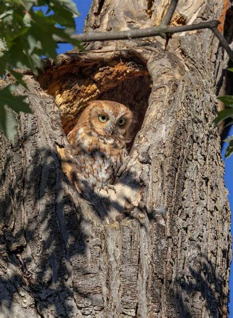 An Eastern Screech Owl With Eyes Open Hunts From His Nest In Tree In