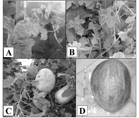 Symptoms of melon plants infected with Melon severe mosaic virus.... | Download Scientific Diagram