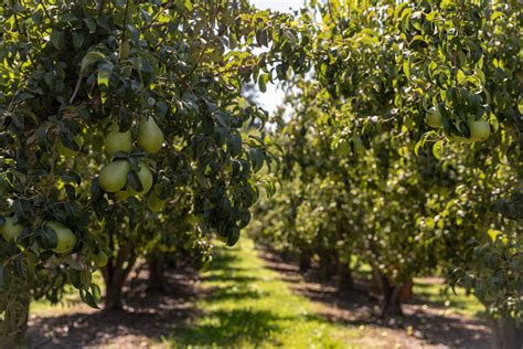 Washington State Pears Borton Fruit