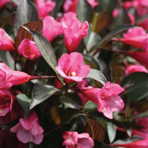 Proven Winner 1 Gallon Multicolor Weigela Flowering Shrub In Pot Lowes