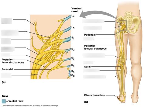 Station 6 Lumbar And Sacral Plexuses Posterior Diagram Quizlet