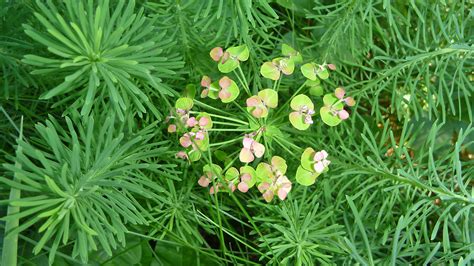 Euphorbia Cyparissias Cypress Spurge Go Botany