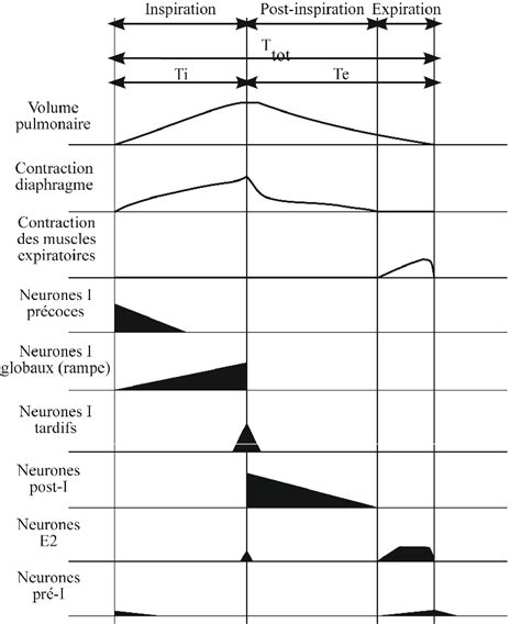 Repr Sentation Sch Matique De Six Types De Neurones Respiratoires