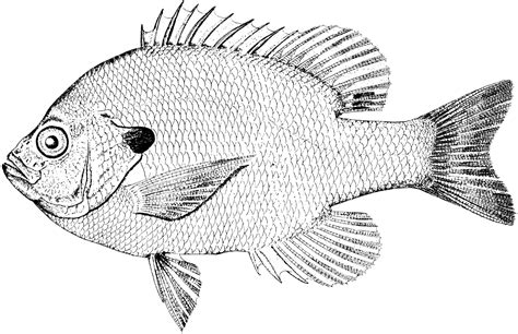 Bluegill Sunfish | ClipArt ETC