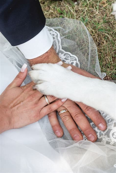 Bodas Consejos Para Incluir A Tu Mascota En El Gran D A El Informador