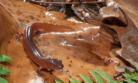 Northern Spring Salamander Gyrinophilus Porphyriticus Porp Flickr