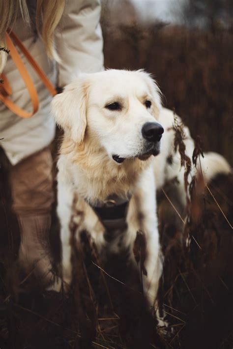 Everything You Need to Know About The White Labrador