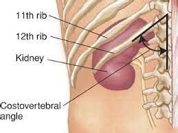 Health Assessment Abdomen Flashcards Quizlet