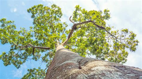 Ceiba Rbol Sagrado De Los Mayas Y S Mbolo De La Vida