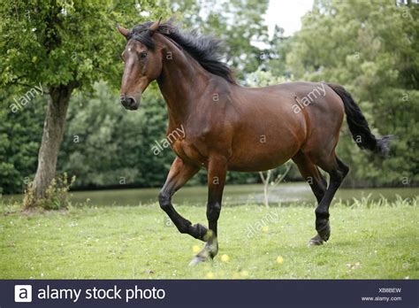 Caballos Pura Sangre Inglés Fotografía De Stock Alamy