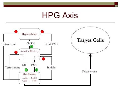 PPT - HPG Axis PowerPoint Presentation - ID:194606