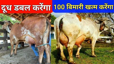 गाय भैंस कि कई रोग का मात्र एक इलाजगाय भैंस कि दुध कैसे बढ़ाएंhow To Increase Cow Milk 🔥 🥛🥛