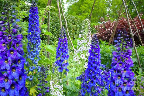 Delphiniums Photograph By Alison Chambers Fine Art America