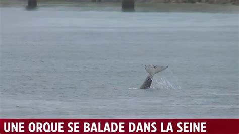 Une Orque Se Balade Dans La Seine Youtube