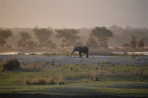 Afrika Gajah Bush Foto Gratis Di Pixabay Pixabay