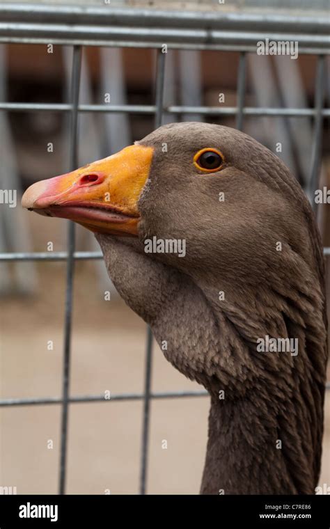 Toulouse Goose Anser Anser Domestic Breed Originally From France