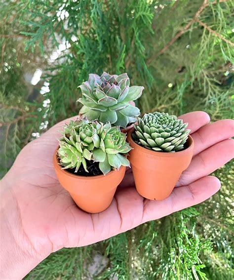 Mini Succulents in Pots, Live Plants Wedding Favors, Tiny Shower Gift ...