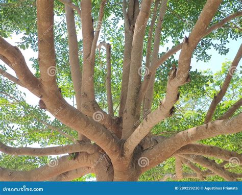 Koa Tree Plantation At The Garden Stock Photo Image Of Branches Wood