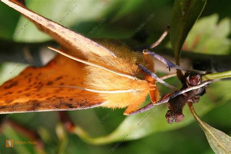 Spanner Bild Bestellen Naturbilder Bei Wildlife Media