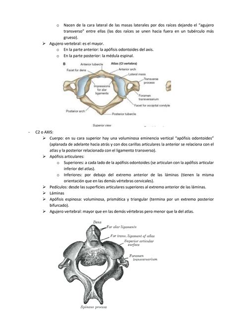 SOLUTION Anatomía ósea Columna Vertebral y Esqueleto Axial Studypool